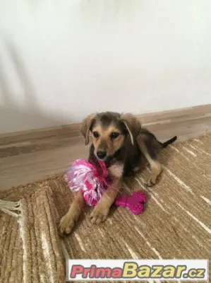 Gigi - štěně - fenka, fena - 3,5 měsíce - kříženec