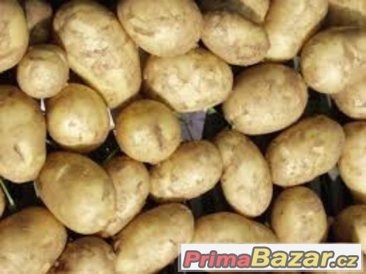 krmne-brambory