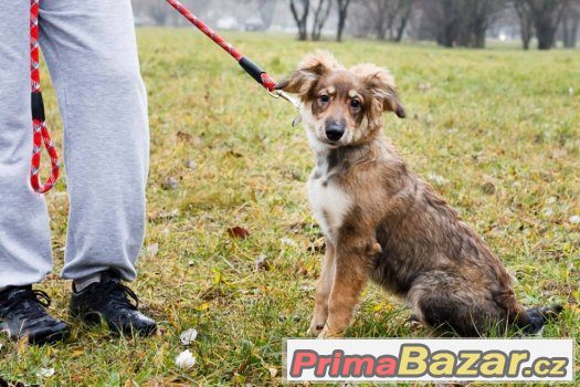 Lukas - štěně - pes - 6 měsíců - kříženec střední velikosti