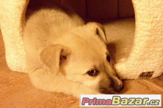 Medvídek Bruno - menší kříženec - štěně - pes