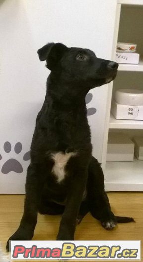 Bolt - štěně, pes - 4 měsíce - kříženec