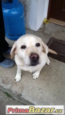 Daruji Labradorku