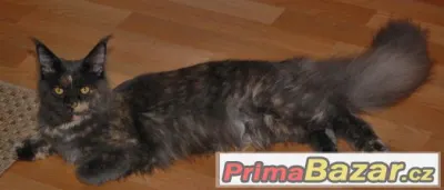 Mainská mývalí s PP- kočička