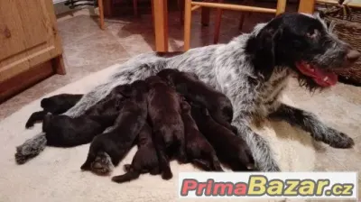 ČESKÝ FOUSEK - ŠTĚŇATA - HNĚDÁCI - PEJSCI