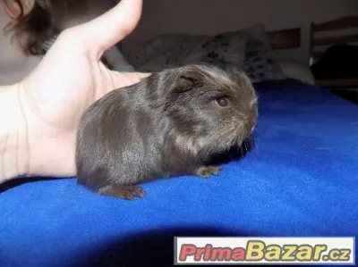 Krásné mládě morčátka