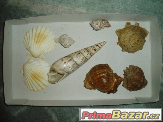 lastury a mušle lastury a mušle