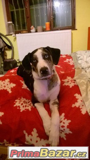 louisiansky-leopardi-pes-catahoula-s-pp-don-ray-my-zahir
