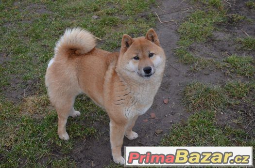 Shiba inu