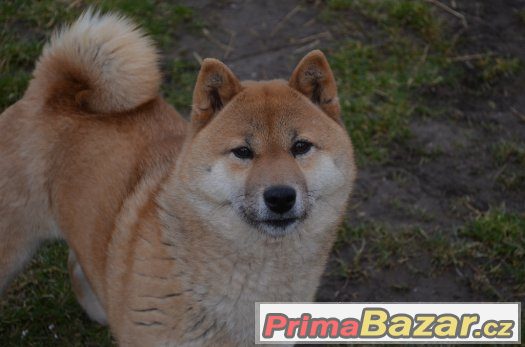 Shiba inu