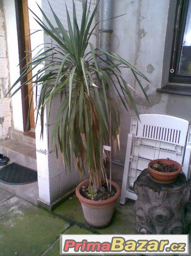 Venkovní YUCCA