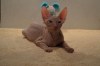 Don Sphynx s PP