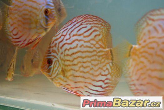 Discus - red tyrkys-mladí terčovci-levně