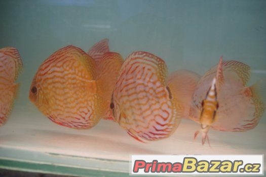 Discus - red tyrkys-mladí terčovci-levně