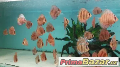 Discus - red tyrkys-mladí terčovci-levně