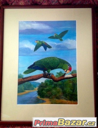 AMAZOŇAN - papoušci - 52x42 cm originál od malíře M.MUŠKÁTA