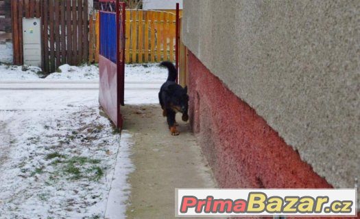 STELA HLEDÁ MILUJÍCÍ DOMOV STELA HLEDÁ MILUJÍCÍ DOMOV