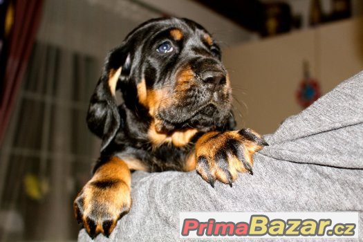 Black and Tan Coonhound štěňata s PP