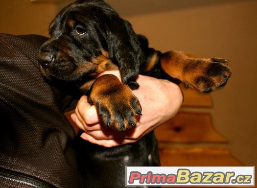 Black and Tan Coonhound štěňata s PP