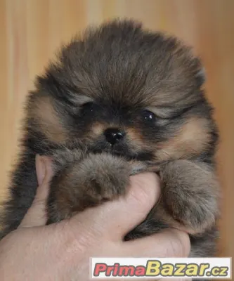 Trp.špic/ Pomeranian
