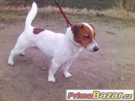 jack russel terier s pp