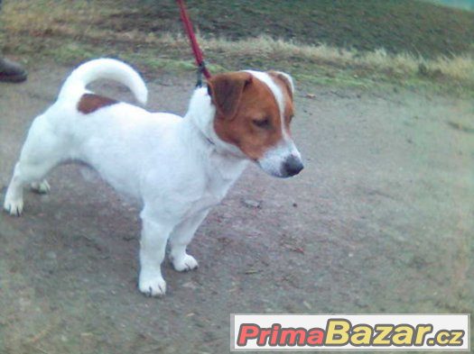 jack russel terier s pp