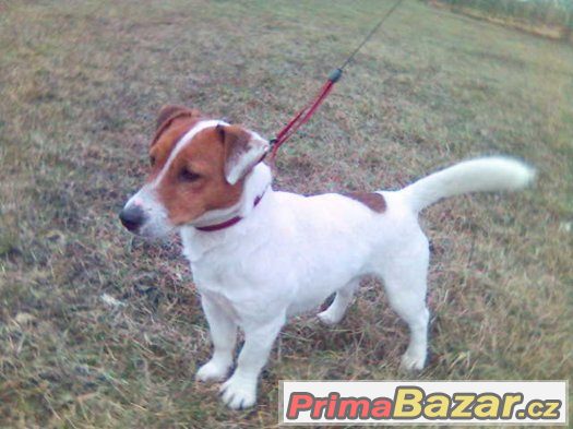 jack russel terier s pp jack russel terier s pp