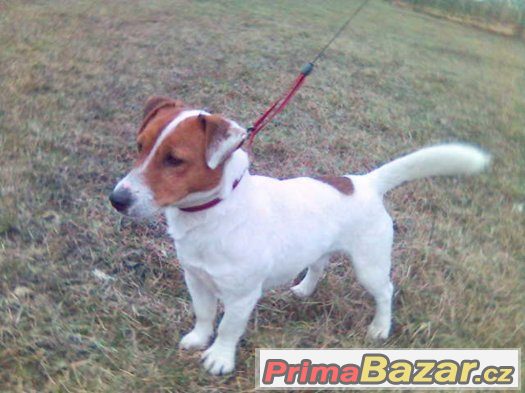 jack russel terier s pp