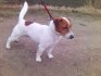 jack russel terier s pp