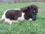 Minipony
