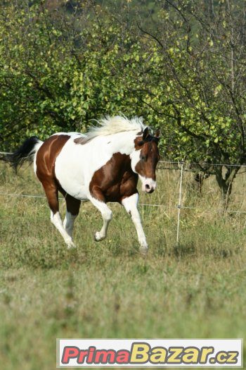 Levné připouštění hřebcem PAINT HORSE - akce prodloužena