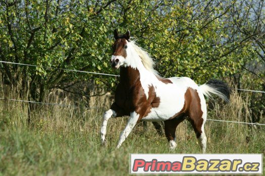 Levné připouštění hřebcem PAINT HORSE - akce prodloužena