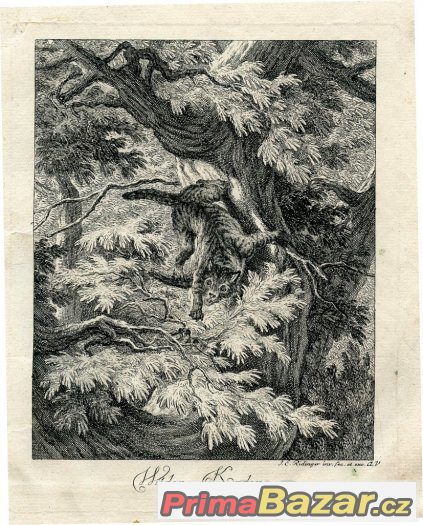 Divoká kočka, barokní rytina r. 1740, Ridinger
