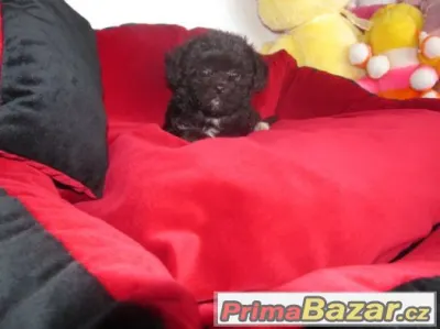 Boloňský psík barevný-ruská barevná bolonka