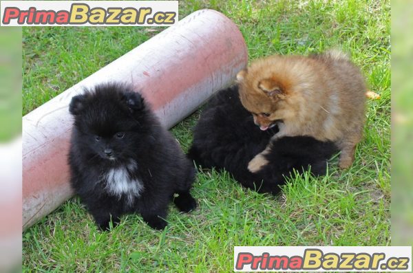 Pomeranian štenata na prodej s PP Pomeranian štenata na prodej s PP