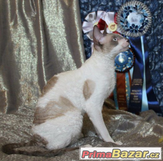 Kocour Cornish Rex s pp ke krytí