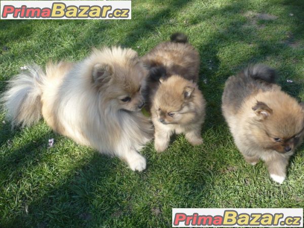 Trpaslicí špic/Pomeranian na prodej s PP Trpaslicí špic/Pomeranian na prodej s PP