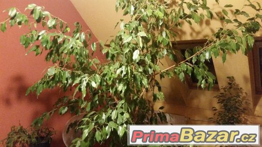 Ficus benjamina