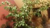 Ficus benjamina
