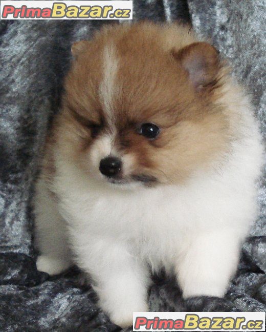 Nemecký špic malý, trpaslicí /pomeranian Nemecký špic malý, trpaslicí /pomeranian