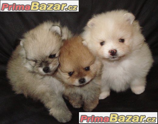 Nemecký špic malý, trpaslicí /pomeranian Nemecký špic malý, trpaslicí /pomeranian