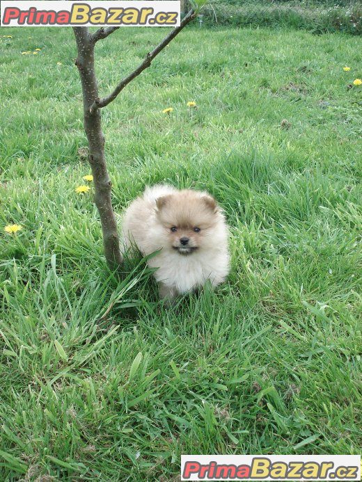 Nemecký špic malý, trpaslicí /pomeranian Nemecký špic malý, trpaslicí /pomeranian