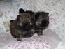 Nemecký špic malý, trpaslicí /pomeranian