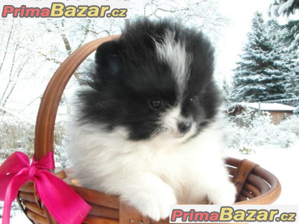 Pomeranian / Nemecký špic trpaslicí Pomeranian / Nemecký špic trpaslicí