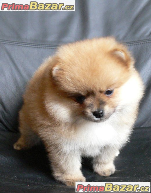 Pomeranian / Nemecký špic trpaslicí Pomeranian / Nemecký špic trpaslicí