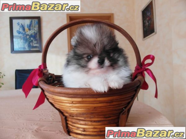 Pomeranian / Nemecký špic trpaslicí Pomeranian / Nemecký špic trpaslicí