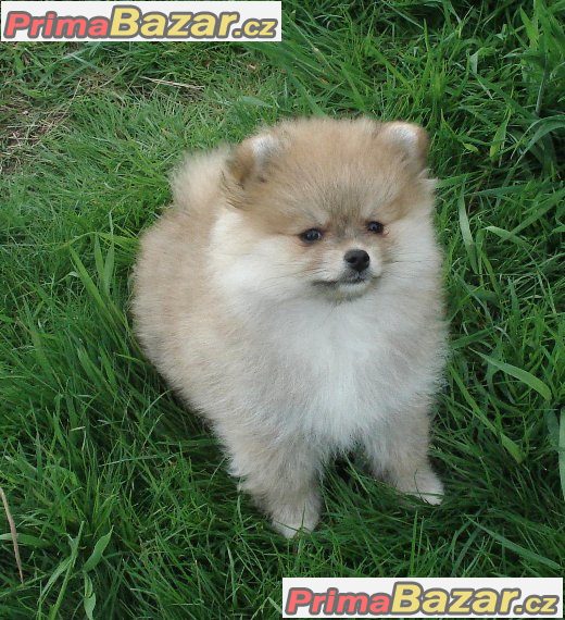 Pomeranian / Nemecký špic trpaslicí Pomeranian / Nemecký špic trpaslicí