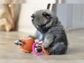 Pomeranian / Nemecký špic trpaslicí