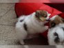 Pomeranian štenata