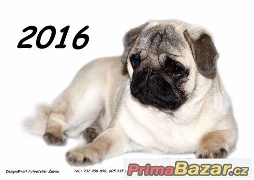 Kalendář Mopsíci 2016 - NOVÉ (dvouměsíční) Kalendář Mopsíci 2016 - NOVÉ (dvouměsíční)