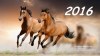 Kalendář Koně 2016 NOVÉ - začíná únorem